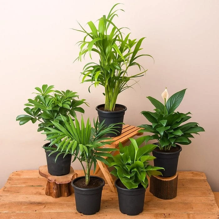 Gardening Plants & Tools